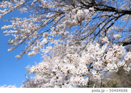 満開の桜 満開の桜 50484686