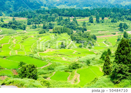 星峠の棚田 （7月） 50484710
