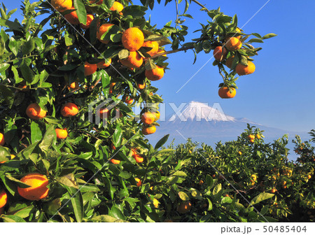 ミカン畑と富士山-3836 50485404