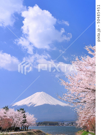 河口湖畔の桜と富士山-77146 河口湖畔の桜と富士山-77146 50485451