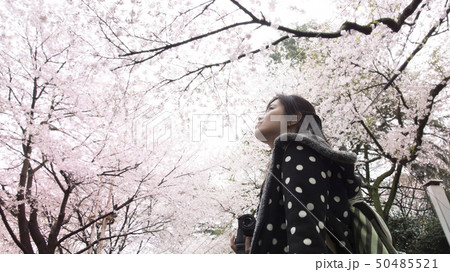 A traveler Sightseeing in Japan Cherry blossom A traveler Sightseeing in Japan Cherry blossom 50485521