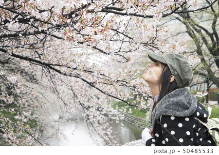 A traveler Sightseeing in Japan Cherry blossom A traveler Sightseeing in Japan Cherry blossom 50485533