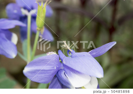 カマキリの幼虫 50485898