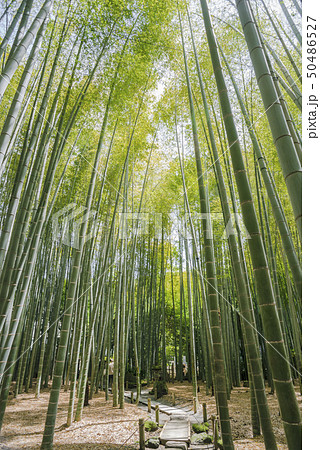 報国寺（鎌倉市浄明寺） 50486527