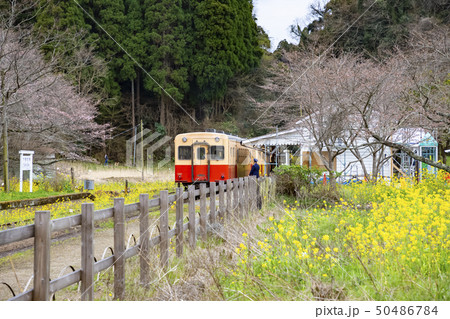 春の小湊鉄道 月崎駅 春の小湊鉄道 月崎駅 50486784