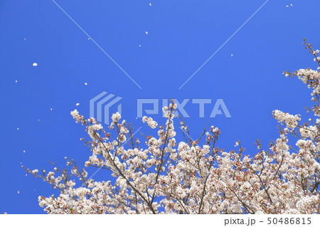 青空に舞う桜の花びら 青空に舞う桜の花びら 50486815