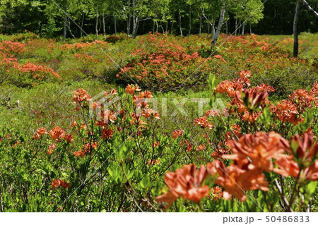 レンゲツツジ咲く新緑の武尊牧場 50486833