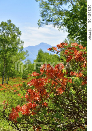 レンゲツツジ咲く新緑の武尊牧場に日光の山々 50486850