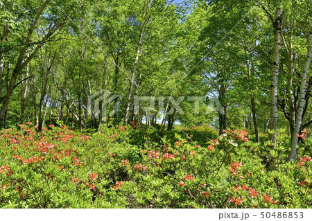 レンゲツツジ咲く新緑の武尊牧場 50486853