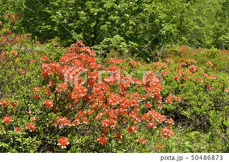 レンゲツツジとナナカマドの花咲く新緑の武尊牧場 レンゲツツジとナナカマドの花咲く新緑の武尊牧場 50486873