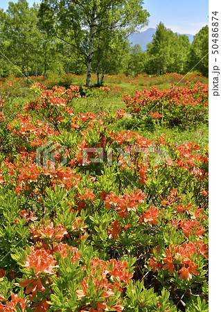 レンゲツツジ咲く新緑の武尊牧場に日光の山々 レンゲツツジ咲く新緑の武尊牧場に日光の山々 50486874
