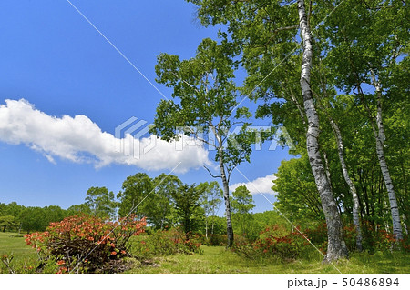 レンゲツツジ咲く新緑の武尊牧場と青空に雲 50486894