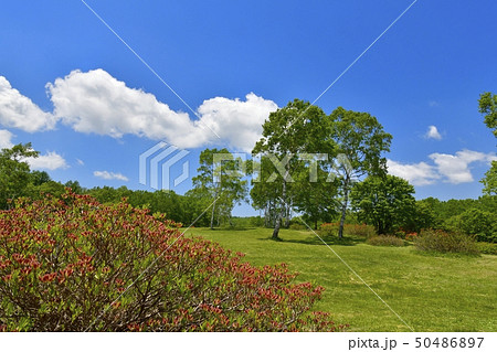 レンゲツツジ咲く新緑の武尊牧場と青空に雲 50486897