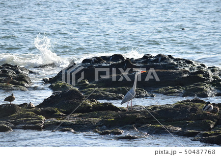 海の岩場に一休みのシラサギ 50487768