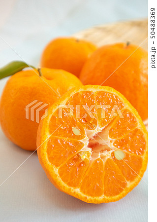 ポンカン01 50488369