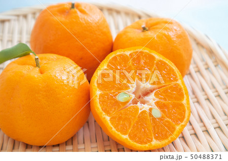 ポン柑02 50488371
