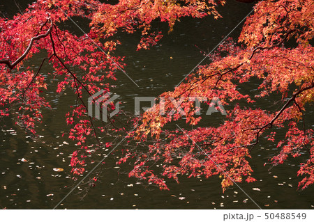 臣二の紅葉 50488549