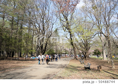 札幌 円山公園 花見シーズン園内風景 札幌 円山公園 花見シーズン園内風景 50488744
