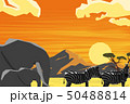 自然と動物 50488814