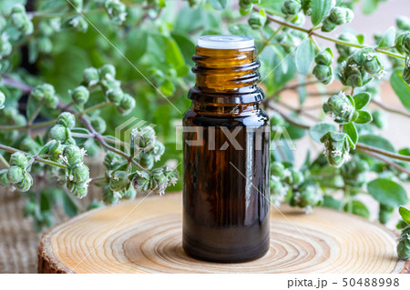 A bottle of marjoram essential oil  50488998
