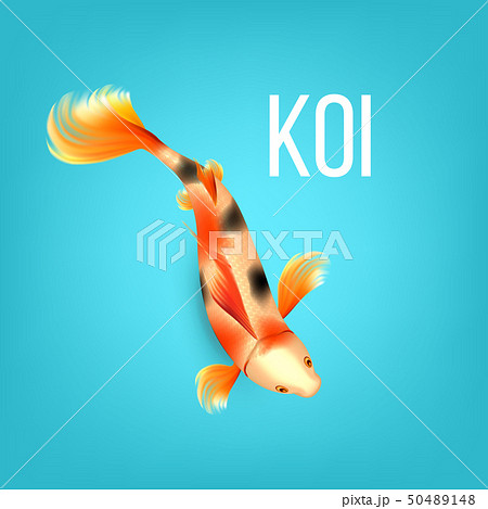 Oriental Golden Koi Fish With Black Spots Vector 50489148