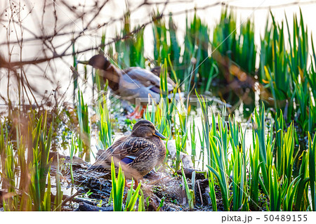 A pair of ducks, male and female, are standing on 50489155