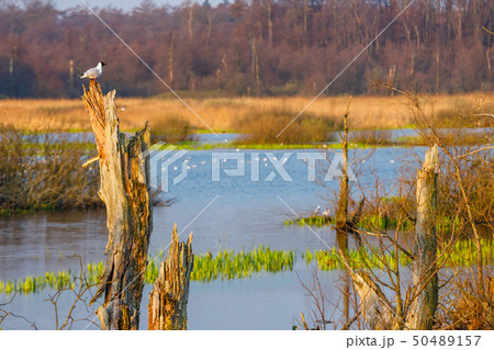 spring in a bird reserve in near Kolobrzeg, Poland 50489157