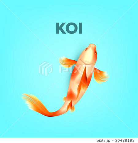 Oriental White With Orange Spots Carp Koi Vector 50489195