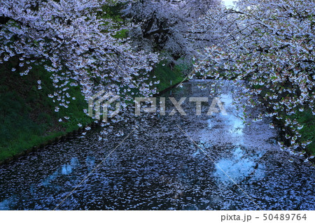 春の弘前公園 50489764