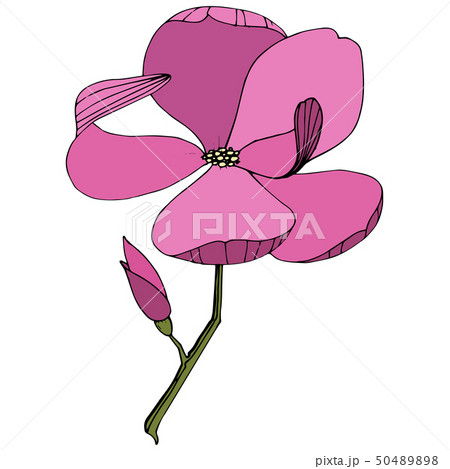 Vector Magnolia foral botanical flowers. Purple engraved ink art. Isolated magnolia illustration Vector Magnolia foral botanical flowers. Purple engraved ink art. Isolated magnolia illustration 50489898