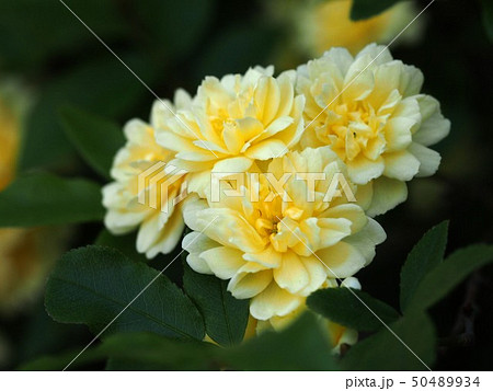 クリーム色のモッコウバラ4輪の写真素材