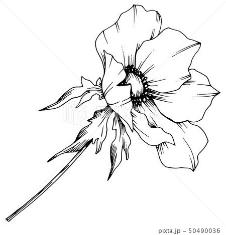 Vector Anemone floral botanical flower. Black and white engraved ink art. Isolated anemone 50490036