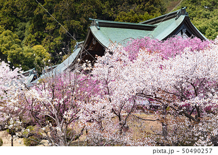 志波彦神社塩釜神社の桜 志波彦神社塩釜神社の桜 50490257