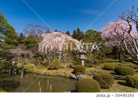 志波彦神社塩釜神社の桜 50490265