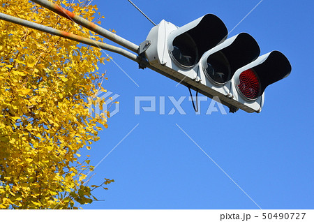 青空･イチョウ･信号機（愛知県名古屋市） 50490727