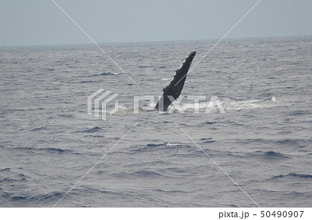 ザトウクジラの「ペックスラップ(胸ビレで海面を叩く行動)」（慶良間諸島 近海／沖縄県） 50490907