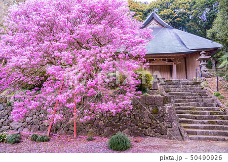 【静岡県富士宮市】ミツバツツジ咲く、村山浅間神社 【静岡県富士宮市】ミツバツツジ咲く、村山浅間神社 50490926