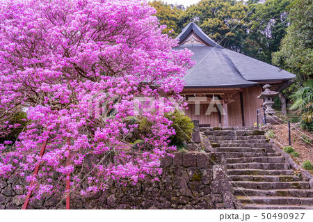 【静岡県富士宮市】ミツバツツジ咲く、村山浅間神社 【静岡県富士宮市】ミツバツツジ咲く、村山浅間神社 50490927