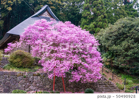 【静岡県富士宮市】ミツバツツジ咲く、村山浅間神社 【静岡県富士宮市】ミツバツツジ咲く、村山浅間神社 50490928