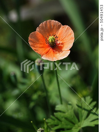 オレンジ色のアイスランドポピー 芥子の花 の写真素材