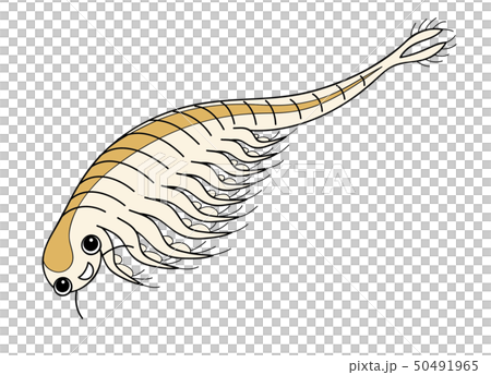 Artemia sea monkey Honen shrimp character illustration 50491965