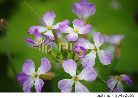 ダイコンの花 ダイコンの花 50492059