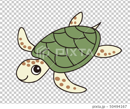 Sea turtle 50494167