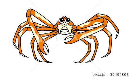 タカアシガニ pider crabsのイラスト素材 [50494308] - PIXTA