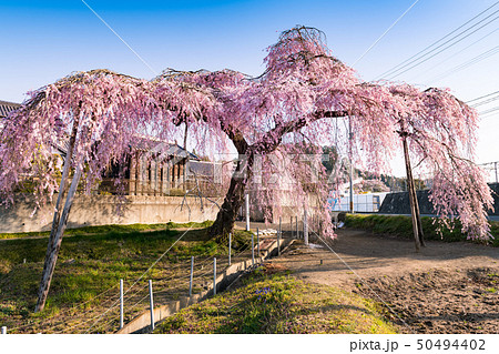 利府町春日の枝垂れ桜 利府町春日の枝垂れ桜 50494402