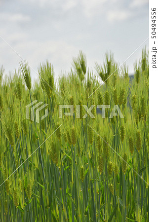 モチムギ 兵庫県福崎町 モチムギ 兵庫県福崎町 50494556