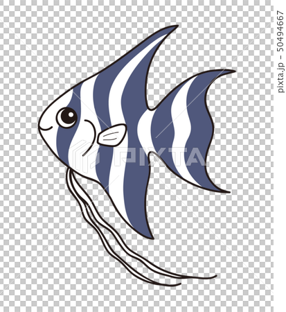 神仙魚神仙魚 50494667