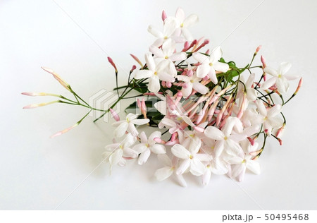 美しいジャスミンの花、室内、白背景 美しいジャスミンの花、室内、白背景 50495468