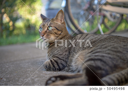 自転車置き場のキジトラ猫 50495498