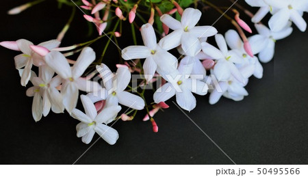 美しいジャスミンの花、黒背景、室内 美しいジャスミンの花、黒背景、室内 50495566